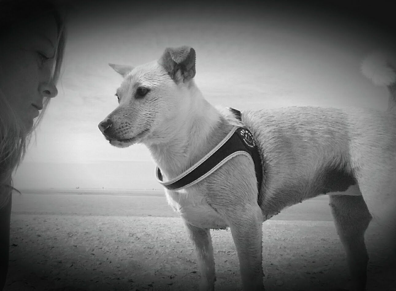 Shiba, Chantals hond